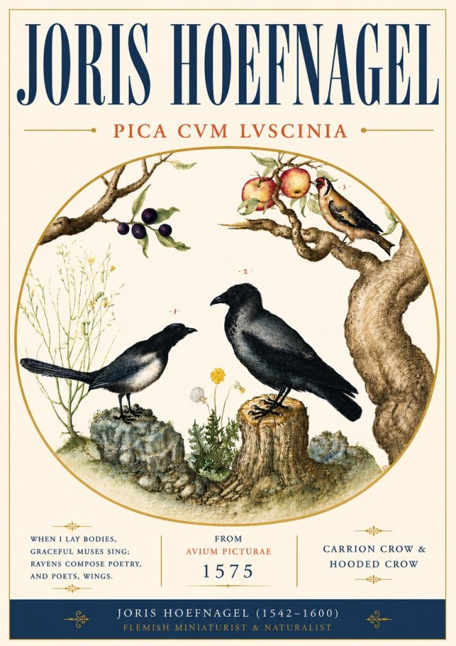 Joris Hoefnagel Carrion Crow & Hooded Crow No6 - Juliste