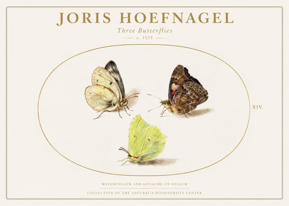 Joris Hoefnagel Three Butterflies II No1 - Juliste