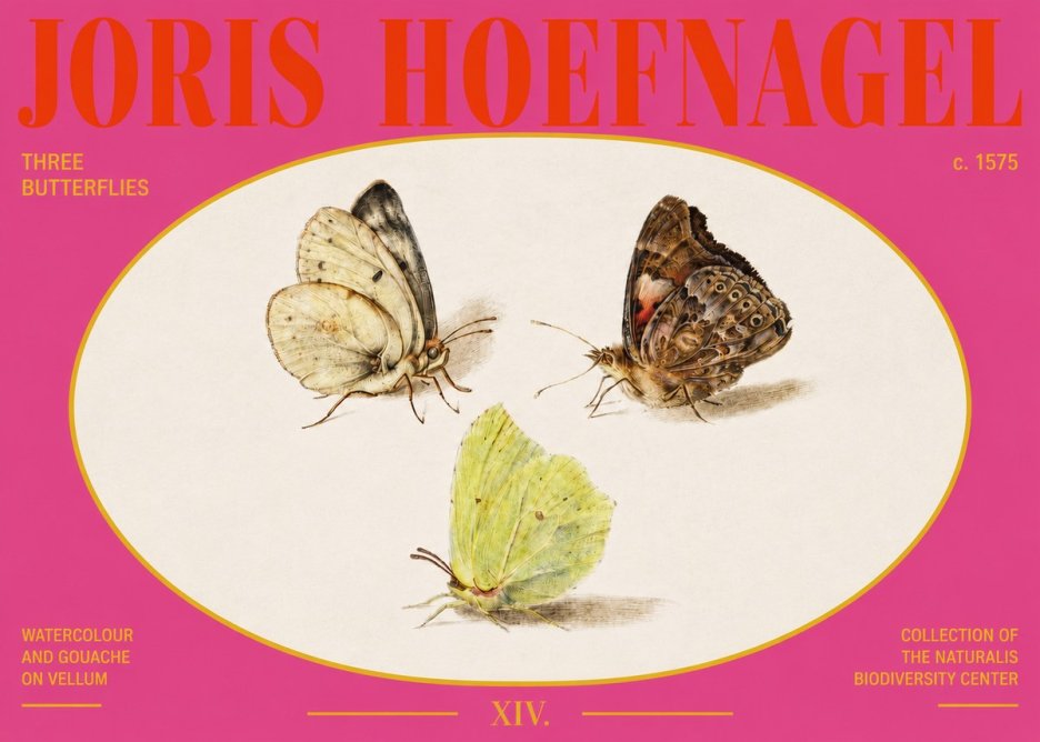 Joris Hoefnagel Three Butterflies II No3 - Juliste