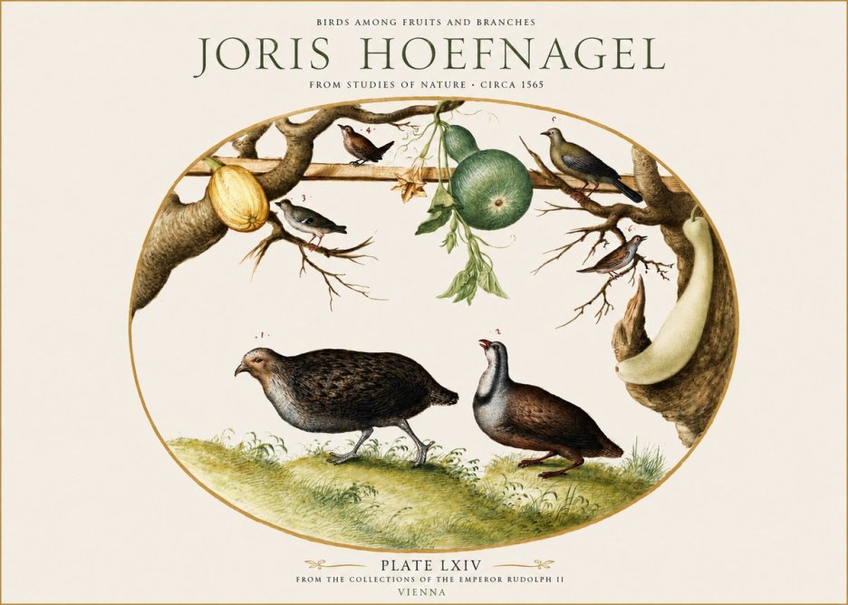 Joris Hoefnagel Birds Among Fruits and Branches No1 - Juliste
