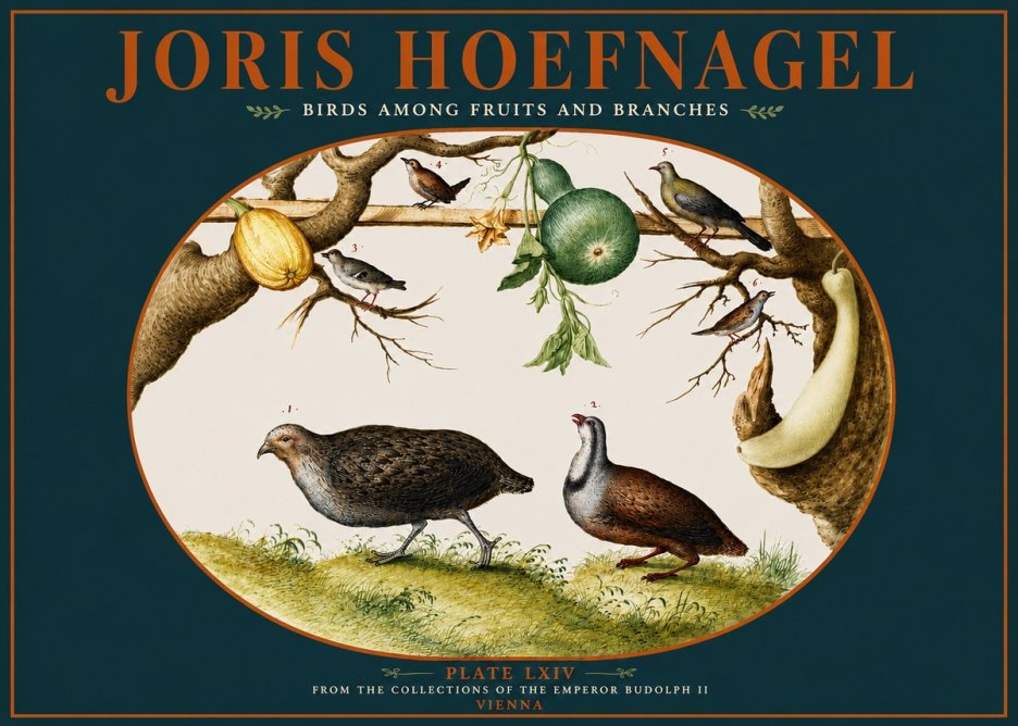 Joris Hoefnagel Birds Among Fruits and Branches No4 - Juliste