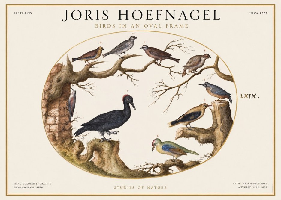 Joris Hoefnagel Birds in an Oval Frame No1 - Juliste