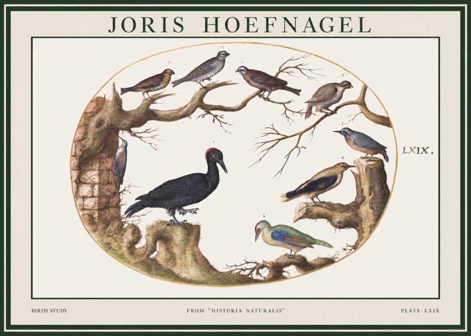 Joris Hoefnagel Birds in an Oval Frame No2 - Juliste