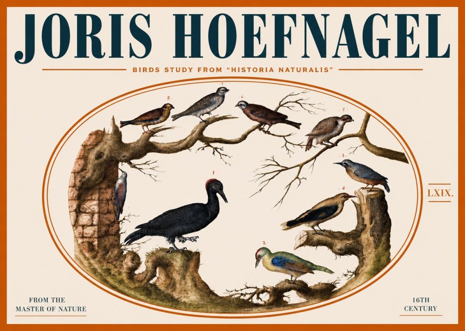 Joris Hoefnagel Birds in an Oval Frame No5 - Juliste