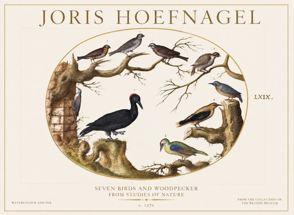 Joris Hoefnagel Birds in an Oval Frame No6 - Juliste