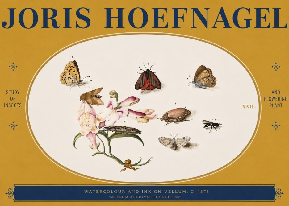 Joris Hoefnagel Study of Insects and Flowering Plant No3 - Juliste
