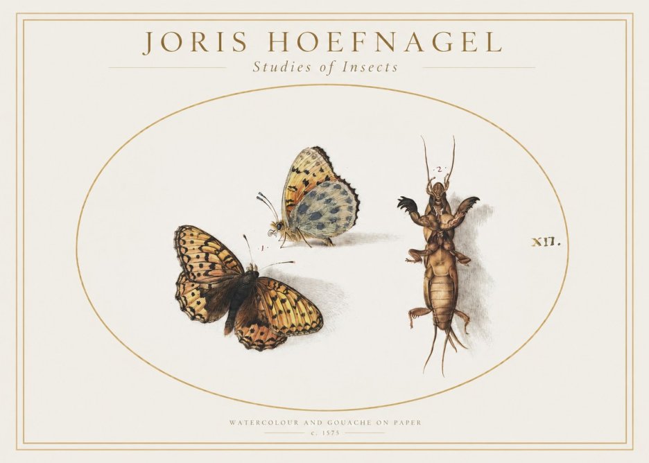 Joris Hoefnagel Studies of Insects Xii No1 - Juliste