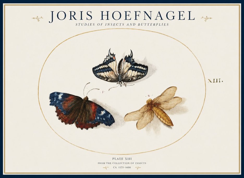 Joris Hoefnagel Studies of Insects - Plate Xiii No2 - Juliste