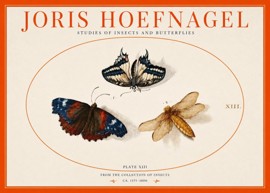 Joris Hoefnagel Studies of Insects - Plate Xiii No3 - Juliste