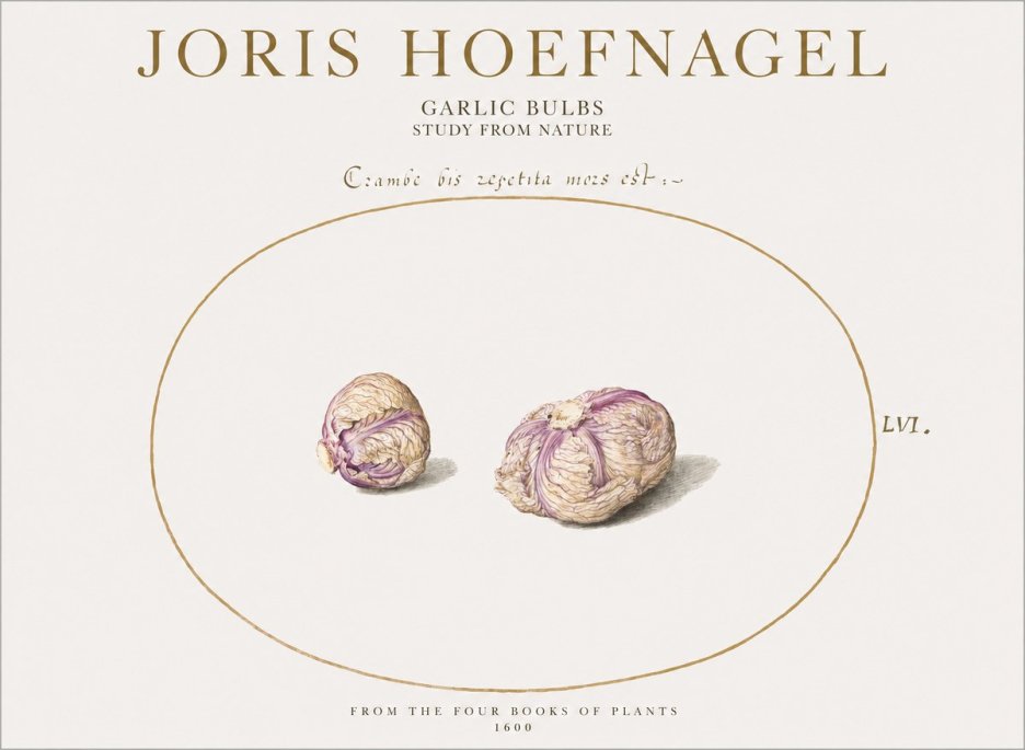 Joris Hoefnagel Garlic Bulbs Study from Nature No1 - Juliste