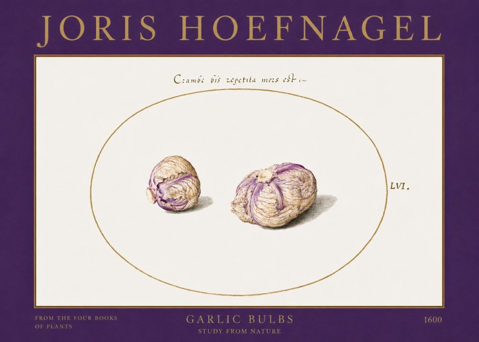 Joris Hoefnagel Garlic Bulbs Study from Nature No2 - Juliste