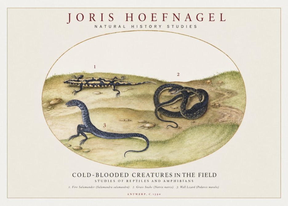 Joris Hoefnagel Cold-blooded Creatures in the Field No1 - Juliste