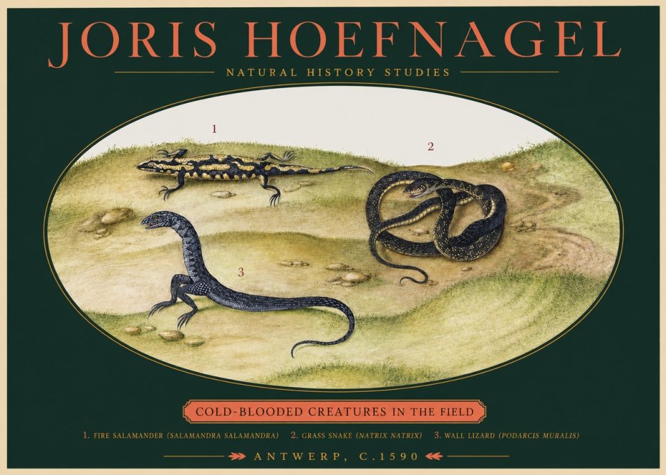 Joris Hoefnagel Cold-blooded Creatures in the Field No2 - Juliste