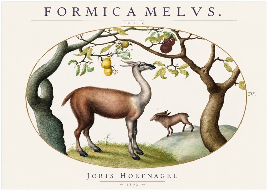 Joris Hoefnagel Formicamelus. No2 - Juliste