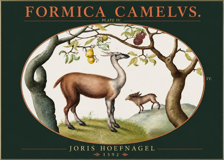 Joris Hoefnagel Formicamelus. No3 - Juliste