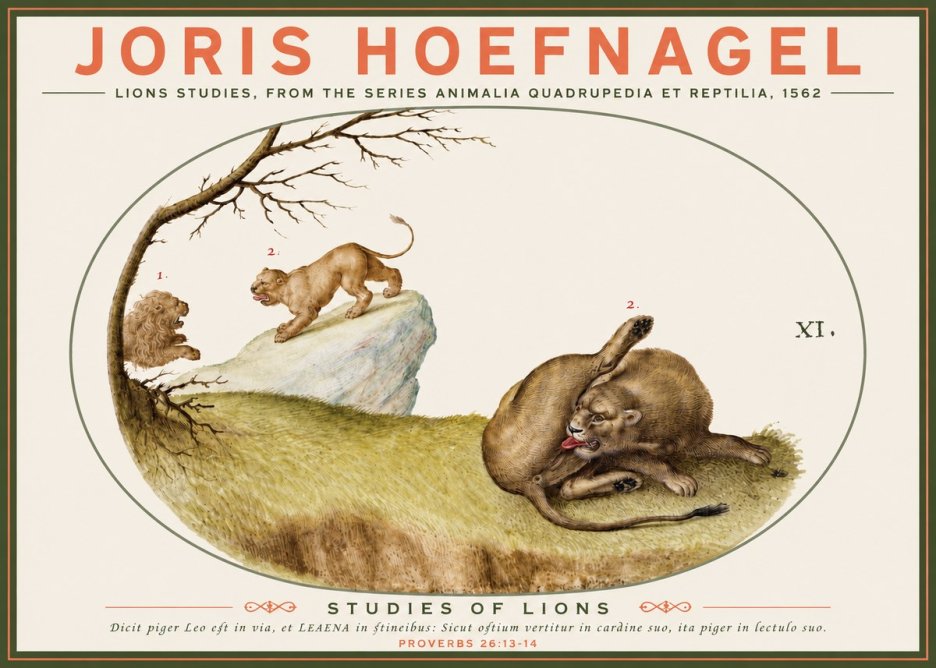 Joris Hoefnagel Lions Studies No3 - Juliste