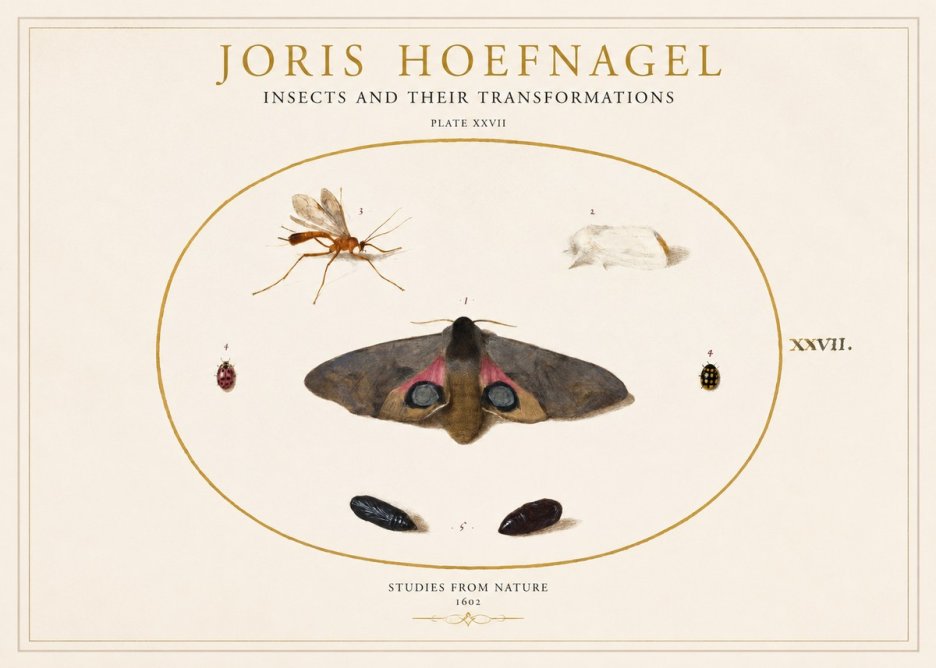 Joris Hoefnagel Insects and Their Transformations - Plate Xxvii No1 - Juliste