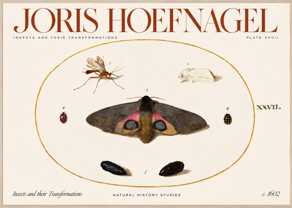Joris Hoefnagel Insects and Their Transformations - Plate Xxvii No2 - Juliste