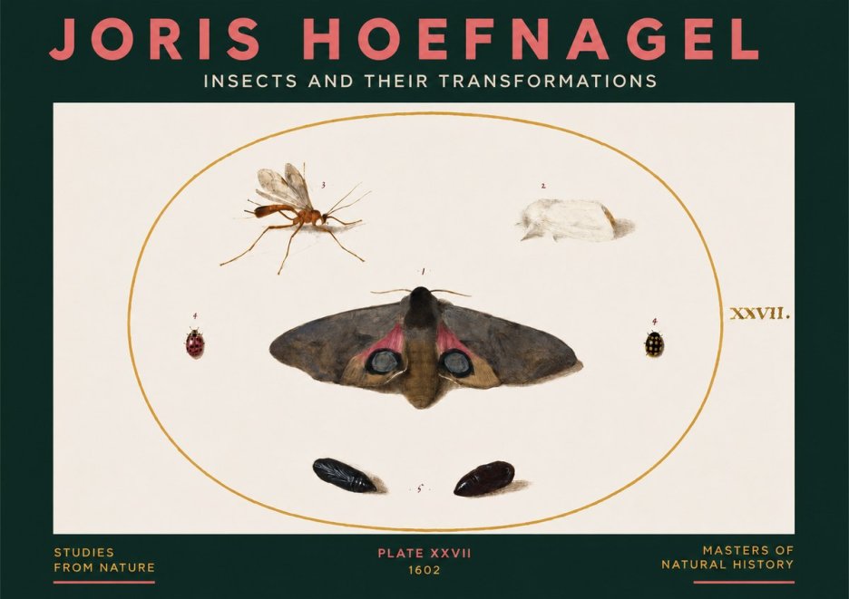 Joris Hoefnagel Insects and Their Transformations - Plate Xxvii No3 - Juliste