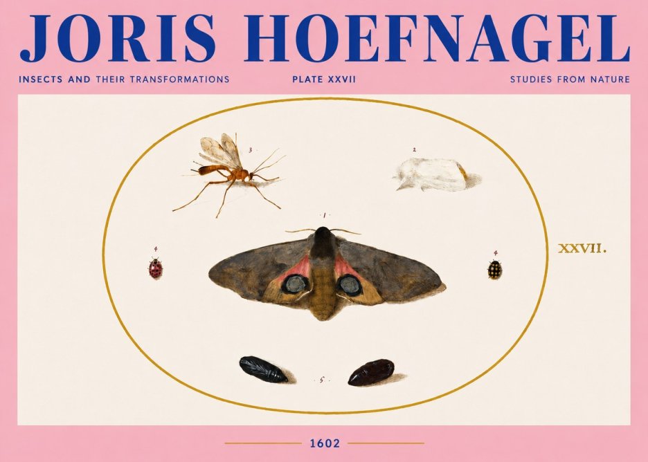 Joris Hoefnagel Insects and Their Transformations - Plate Xxvii No4 - Juliste