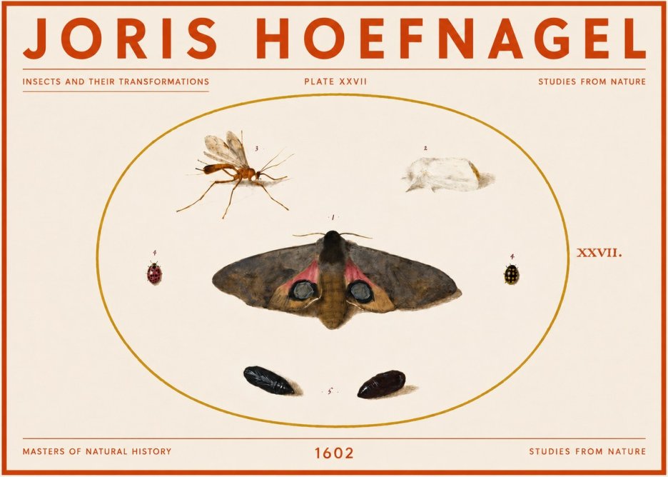 Joris Hoefnagel Insects and Their Transformations - Plate Xxvii No5 - Juliste