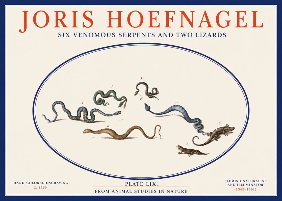 Joris Hoefnagel Six Venomous Serpents and Two Lizards No2 - Juliste