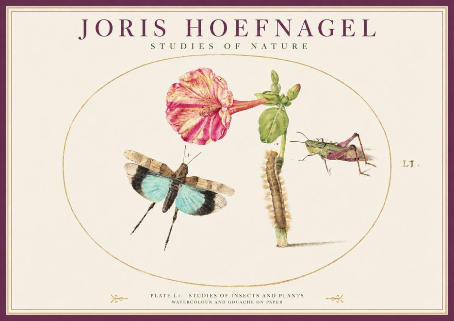 Joris Hoefnagel Plate L1. Studies of Insects and Plants No1 - Juliste