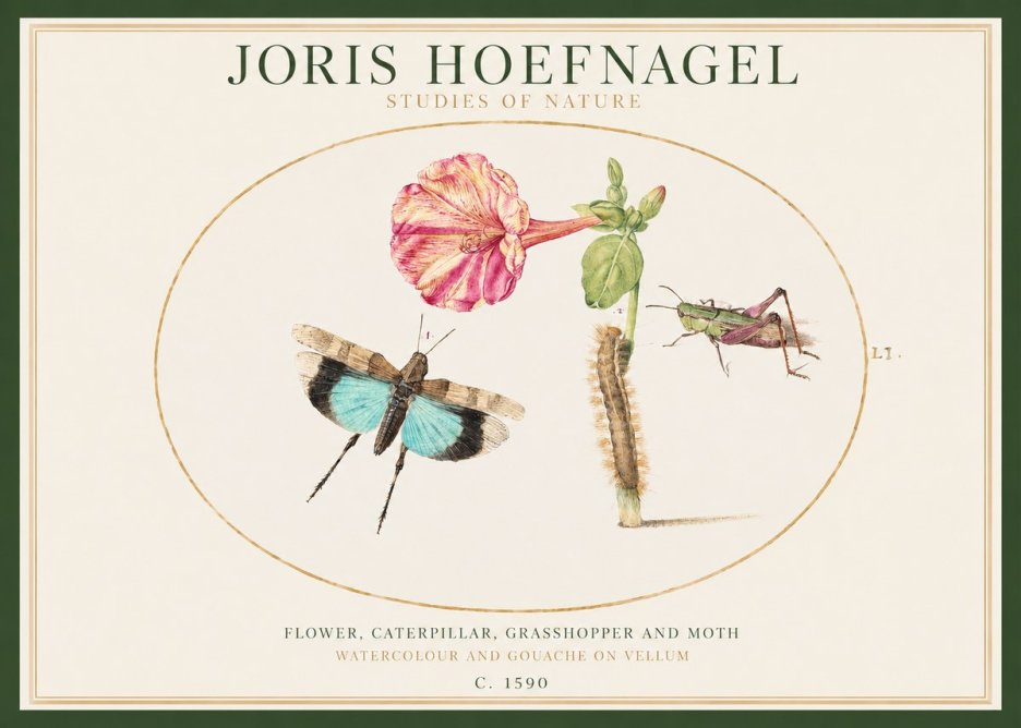 Joris Hoefnagel Plate L1. Studies of Insects and Plants No2 - Juliste