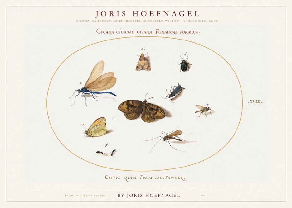 Joris Hoefnagel Cicada Cicadae Chara Formicae Formica. No1 - Juliste