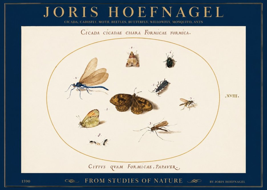 Joris Hoefnagel Cicada Cicadae Chara Formicae Formica. No2 - Juliste