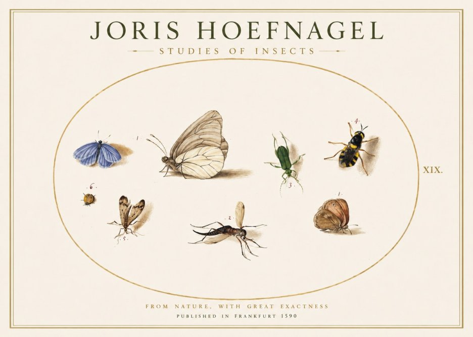 Joris Hoefnagel Studies of Insects V No1 - Juliste