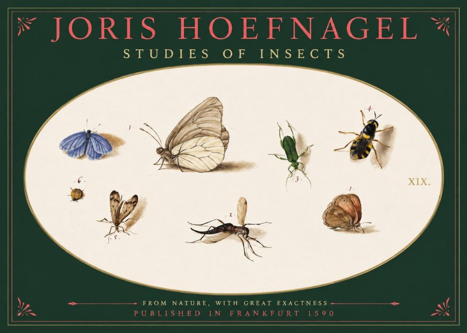 Joris Hoefnagel Studies of Insects V No2 - Juliste