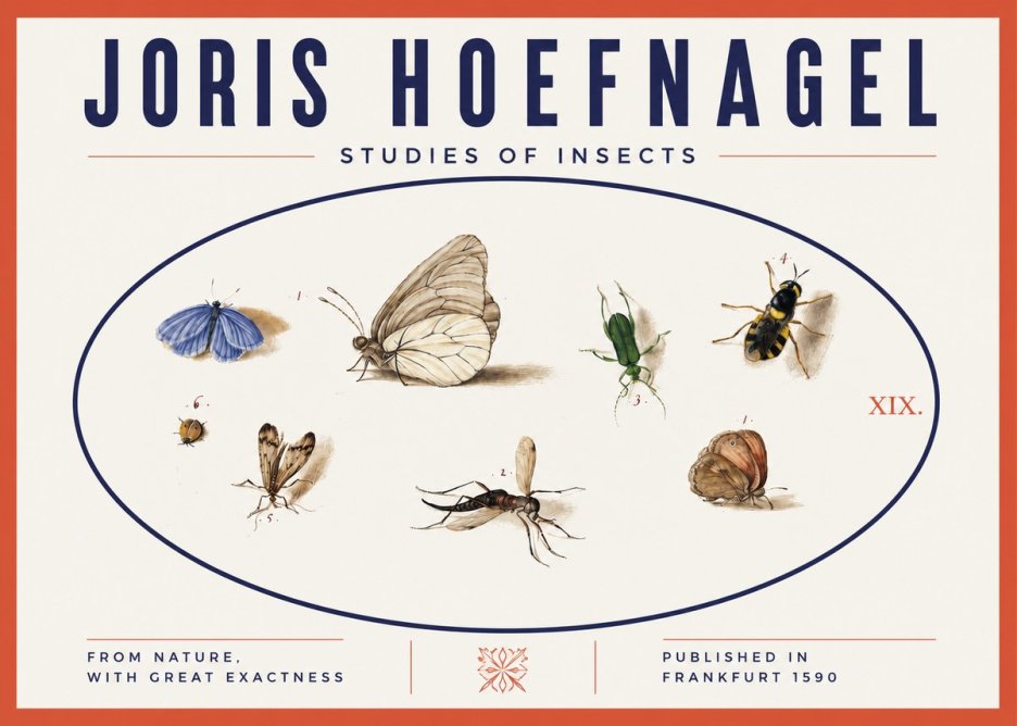 Joris Hoefnagel Studies of Insects V No3 - Juliste