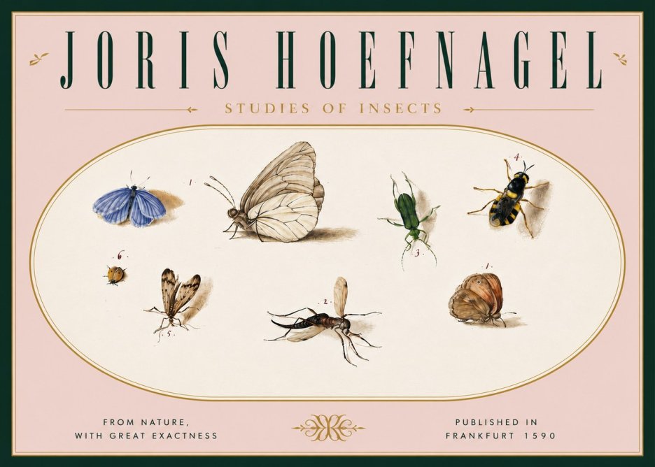 Joris Hoefnagel Studies of Insects V No6 - Juliste