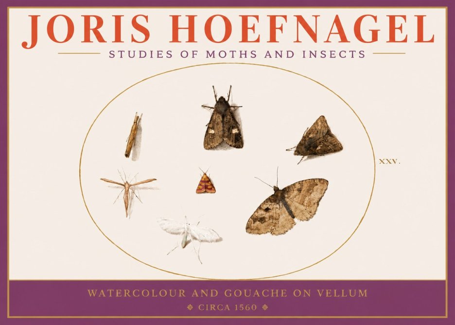 Joris Hoefnagel Studies of Moths and Insects - Xxv. No3 - Juliste