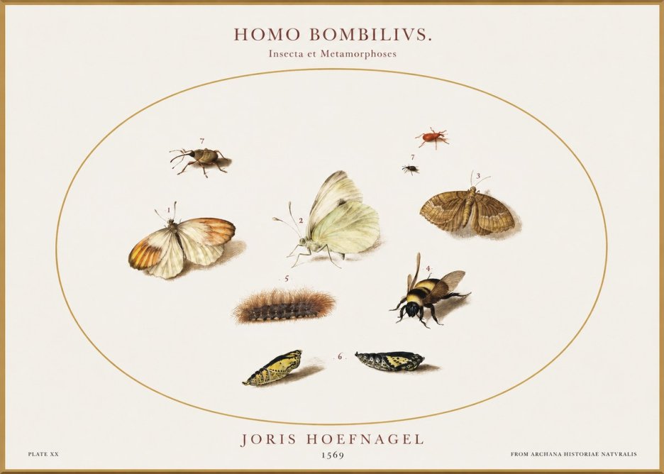Joris Hoefnagel Homo Bombilivs. Insecta Et Metamorphoses No1 - Juliste