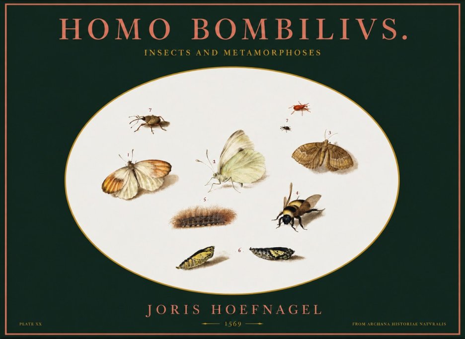 Joris Hoefnagel Homo Bombilivs. Insecta Et Metamorphoses No2 - Juliste