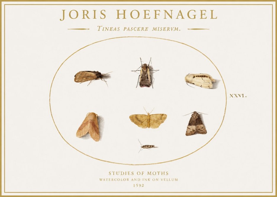 Joris Hoefnagel Studies of Moths II No1 - Juliste