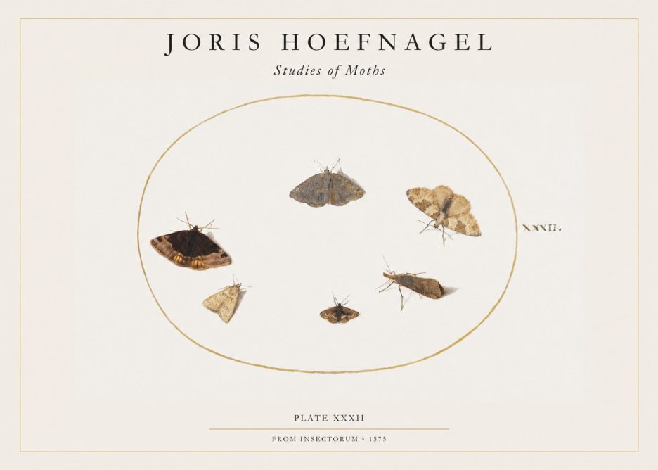 Joris Hoefnagel Studies of Moths III No1 - Juliste