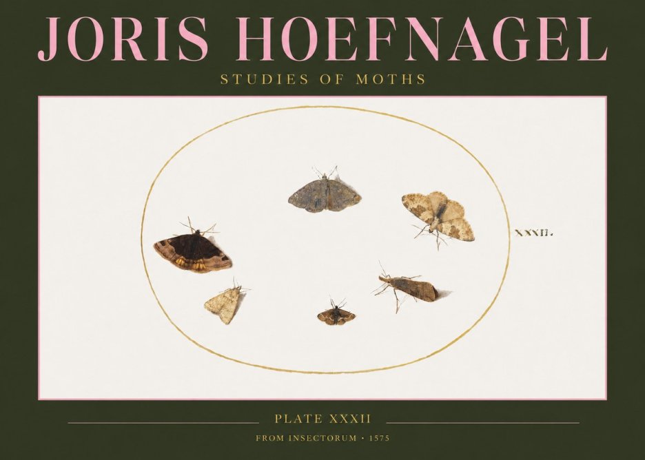 Joris Hoefnagel Studies of Moths III No2 - Juliste