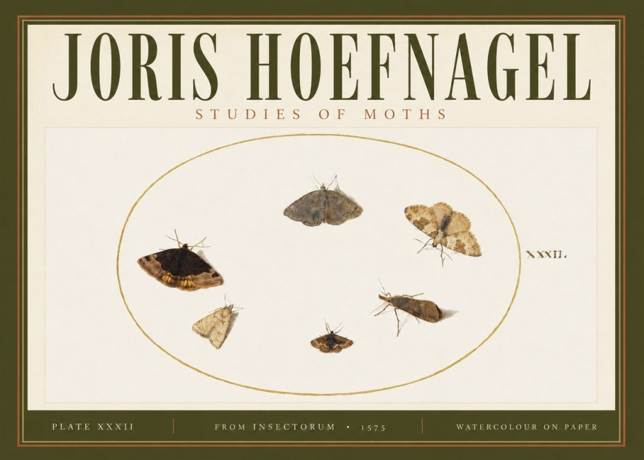 Joris Hoefnagel Studies of Moths III No4 - Juliste