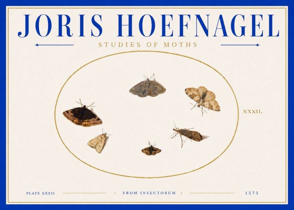 Joris Hoefnagel Studies of Moths III No6 - Juliste