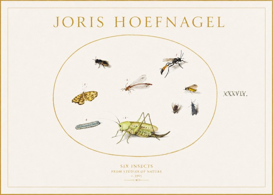 Joris Hoefnagel Six Insects from Studies of Nature C. 1565 No1 - Juliste