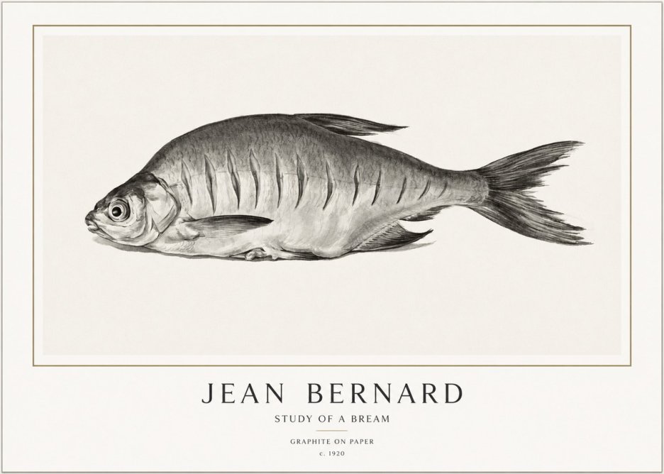 Jean Bernard Study of a Bream No1 - Juliste
