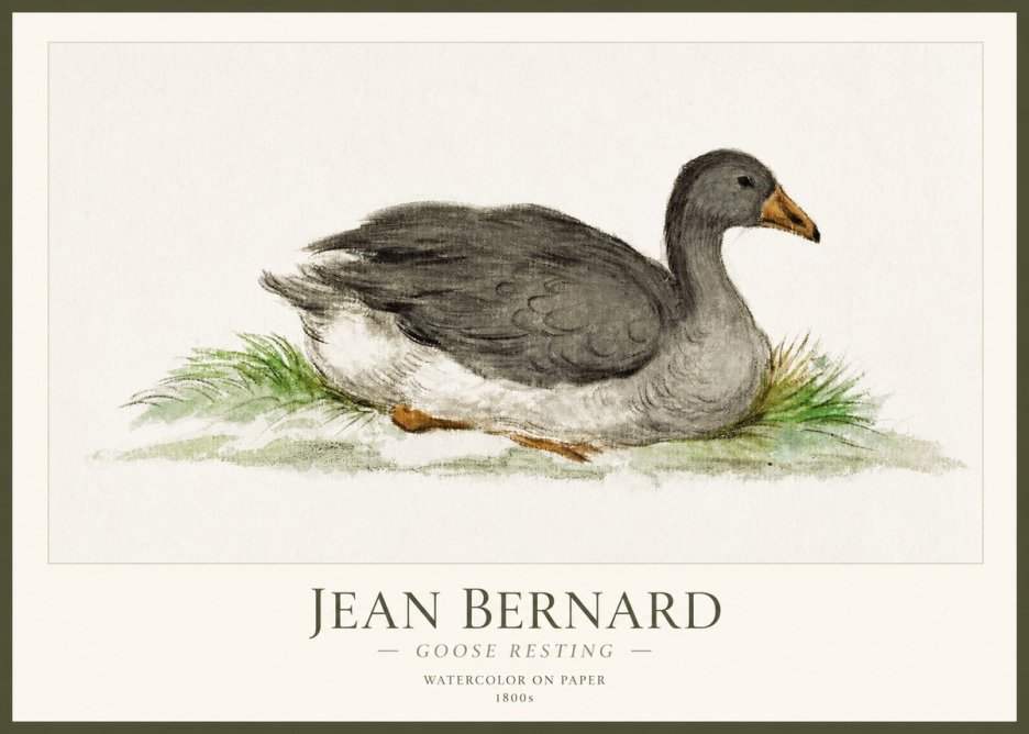 Jean Bernard Goose Resting No1 - Juliste