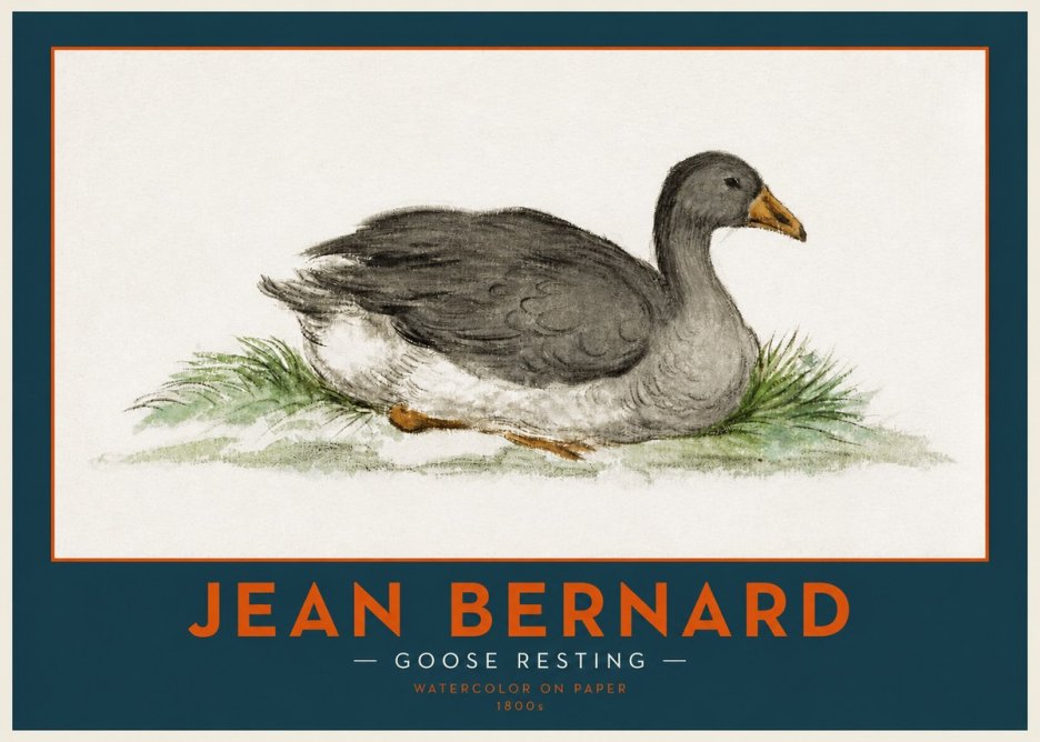 Jean Bernard Goose Resting No2 - Juliste
