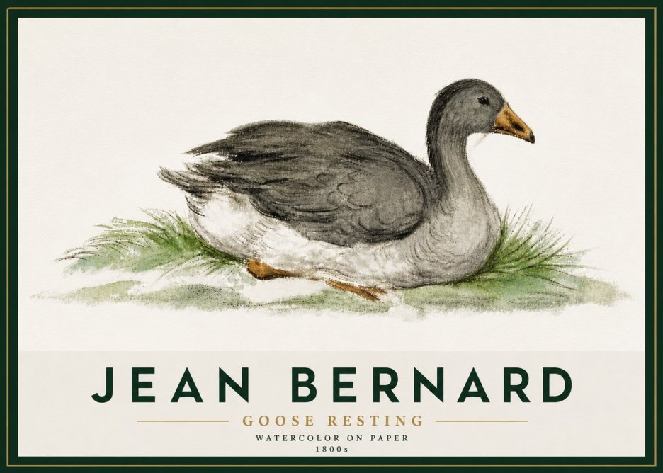 Jean Bernard Goose Resting No5 - Juliste