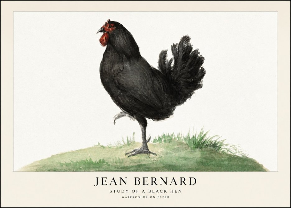 Jean Bernard Study of a Black Hen No1 - Juliste