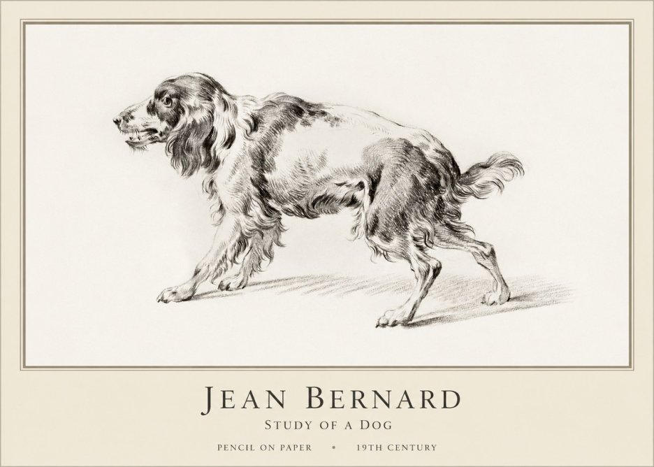 Jean Bernard Study of a Dog V No1 - Juliste