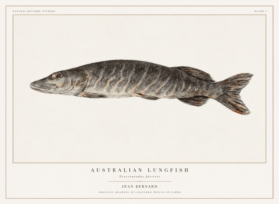 Jean Bernard Australian Lungfish No1 - Juliste